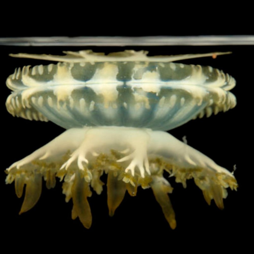 Meet your Posher, me